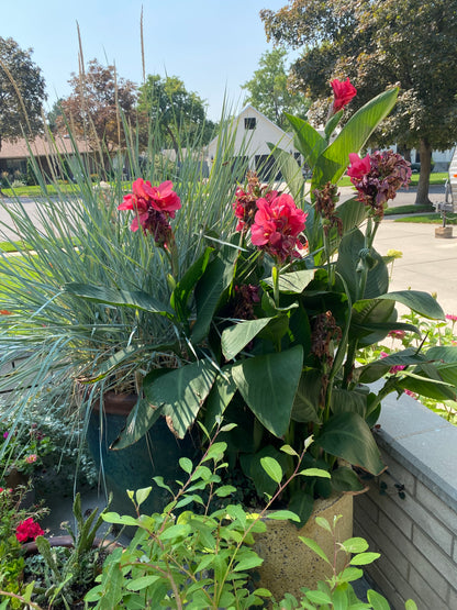 Giant Pink Crimson Canna Lily Bulb - Blue Buddha Farm