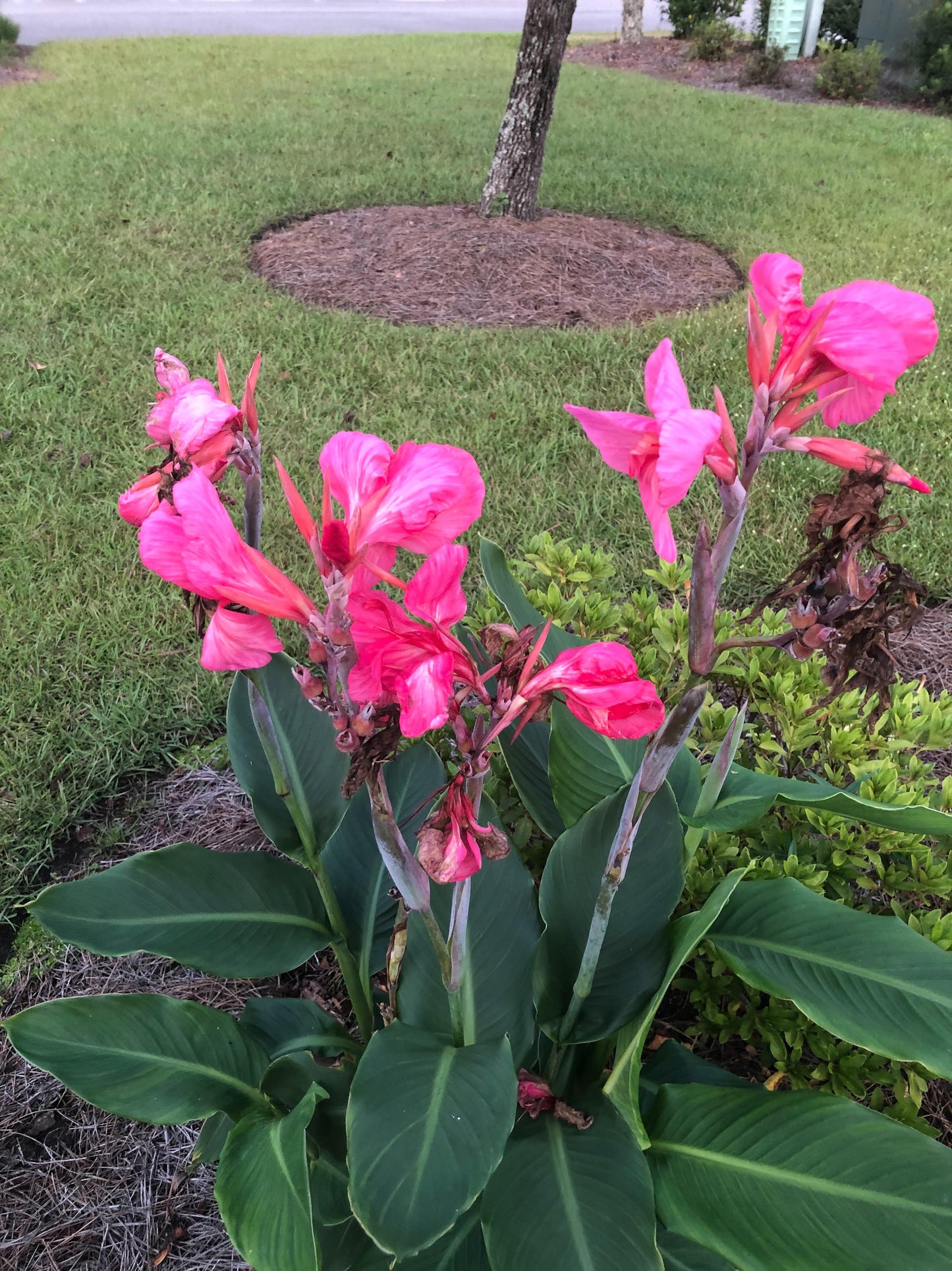 Giant Pink Crimson Canna Lily Bulb - Blue Buddha Farm