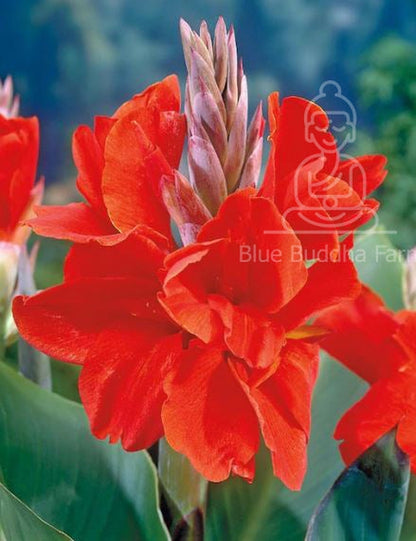 The President Canna Lily