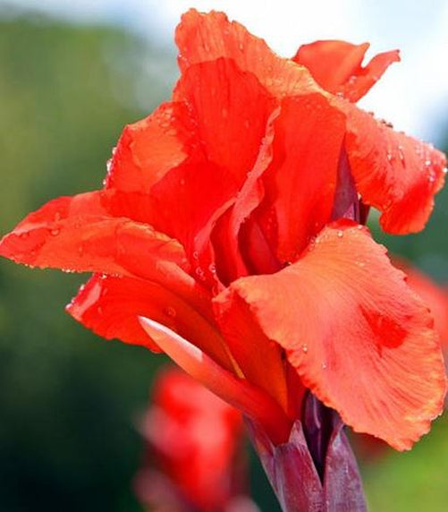 The President Canna Lily