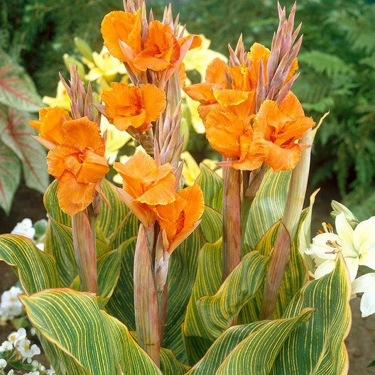 Bengal Tiger Canna Lily Bulb - Blue Buddha Farm