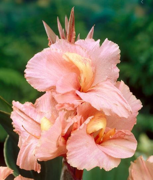 Salmon Beauty Canna Lily Bulb - Blue Buddha Farm