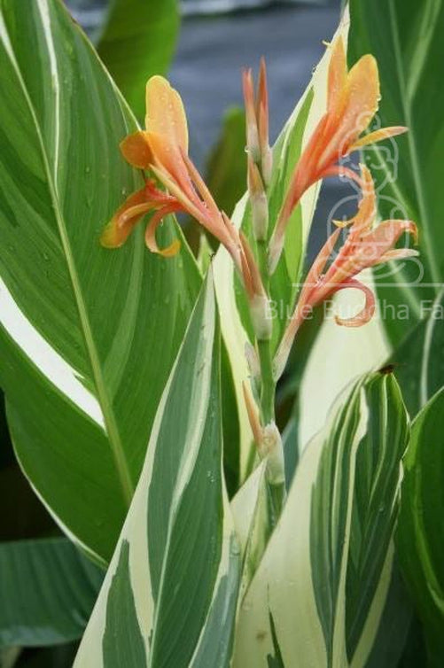 Stuttgart Canna Lily Bulb - Blue Buddha Farm