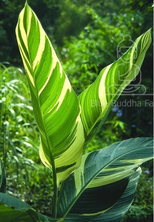 Stuttgart Canna Lily Bulb - Blue Buddha Farm