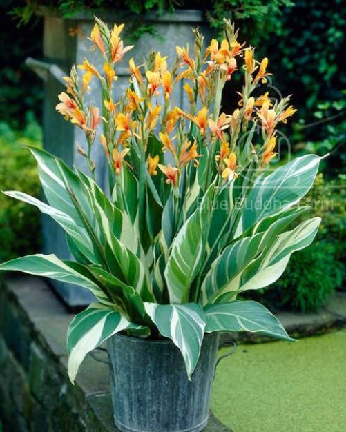 Stuttgart Canna Lily Bulb - Blue Buddha Farm