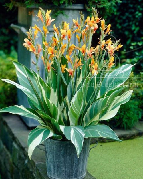 Stuttgart Canna Lily Bulb ** Preorder for Spring 2024 **
