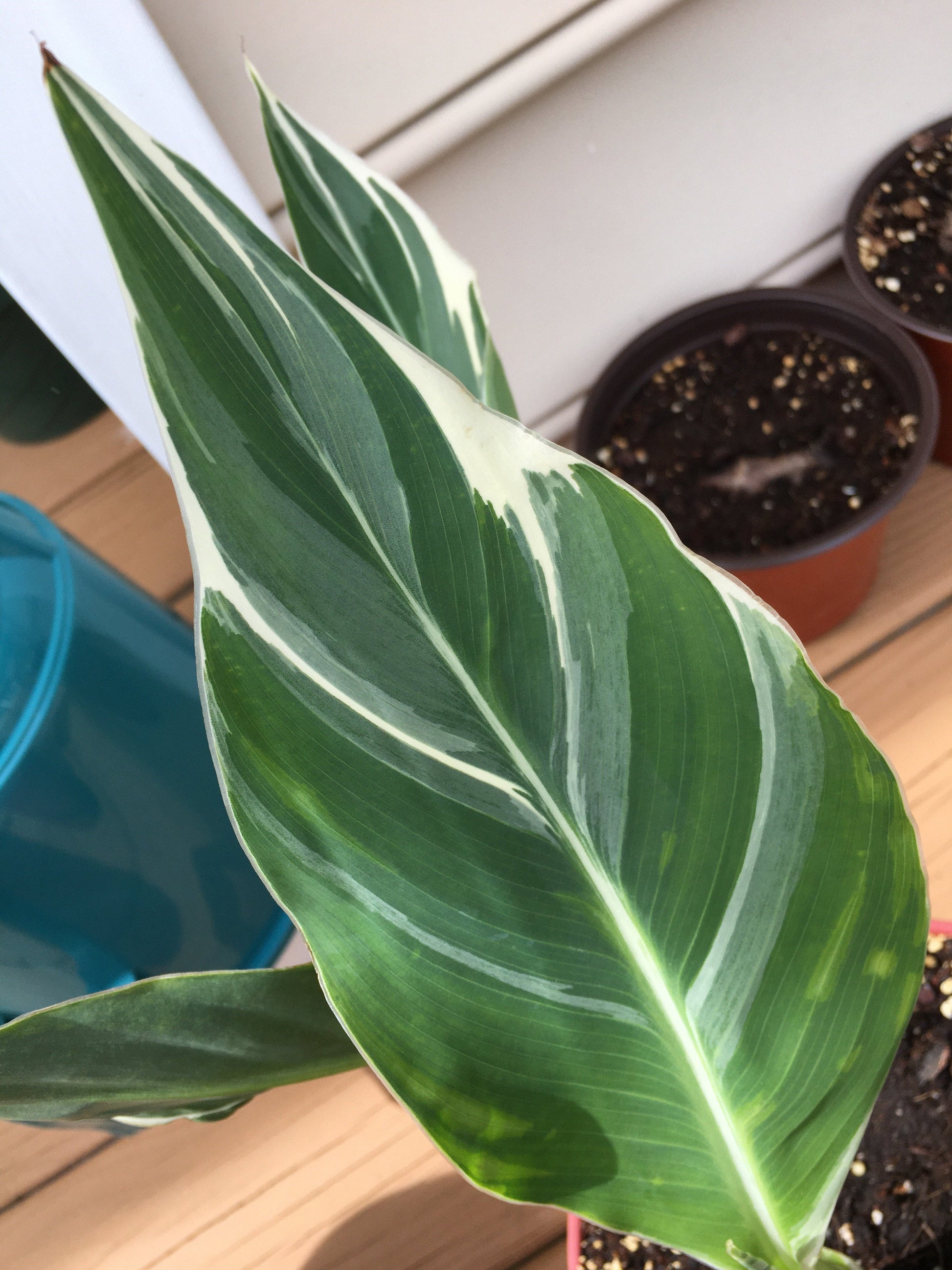 canna lily indoor plant Canna Lily Stuttgart