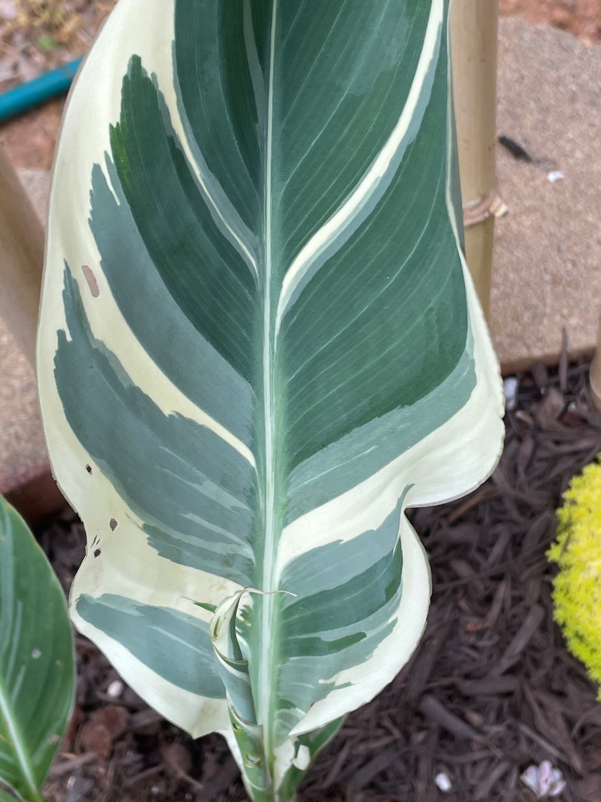 Canna Stuttgart