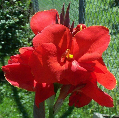 The President Canna Lily 