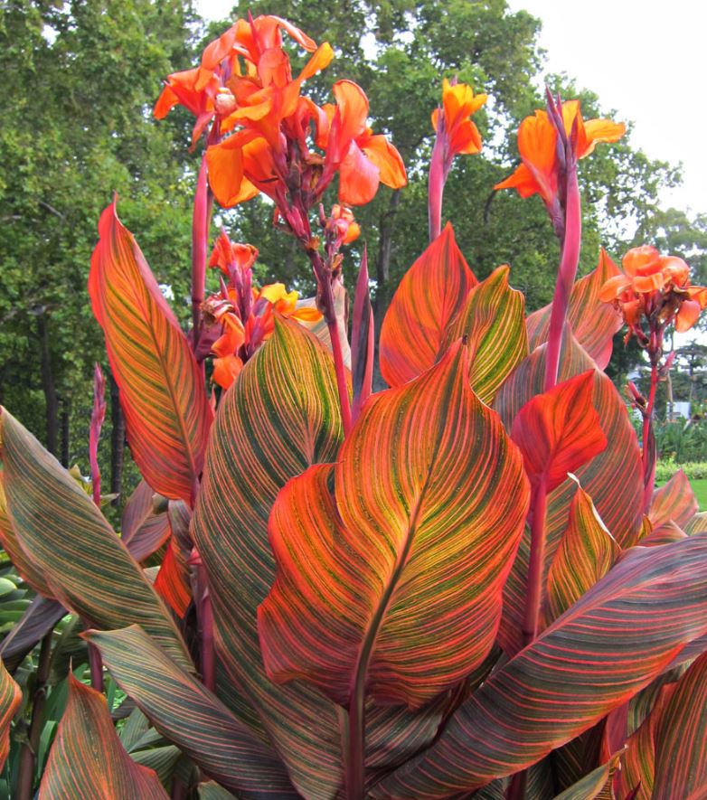 Tropicanna Canna Lily Bulb - Blue Buddha Farm