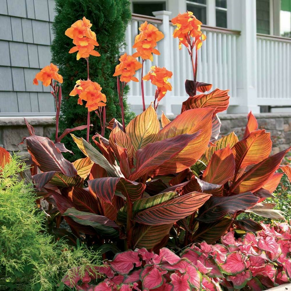 Tropicanna Canna Lily Bulb - Blue Buddha Farm