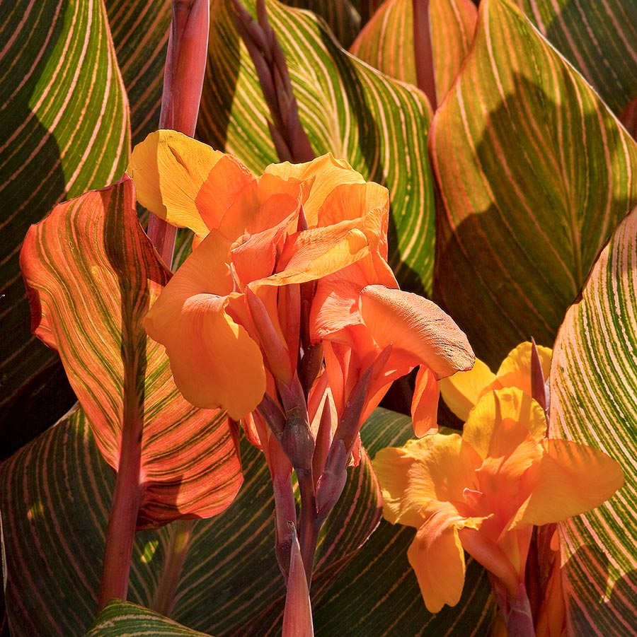 Tropicanna Canna Lily Bulb - Blue Buddha Farm