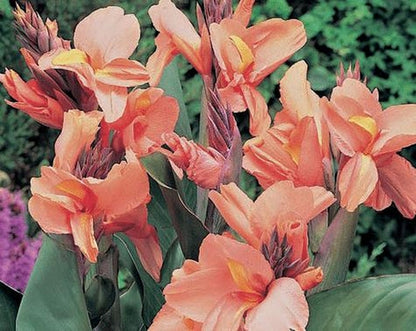 Apricot Frost Canna Lily Bulb - Blue Buddha Farm