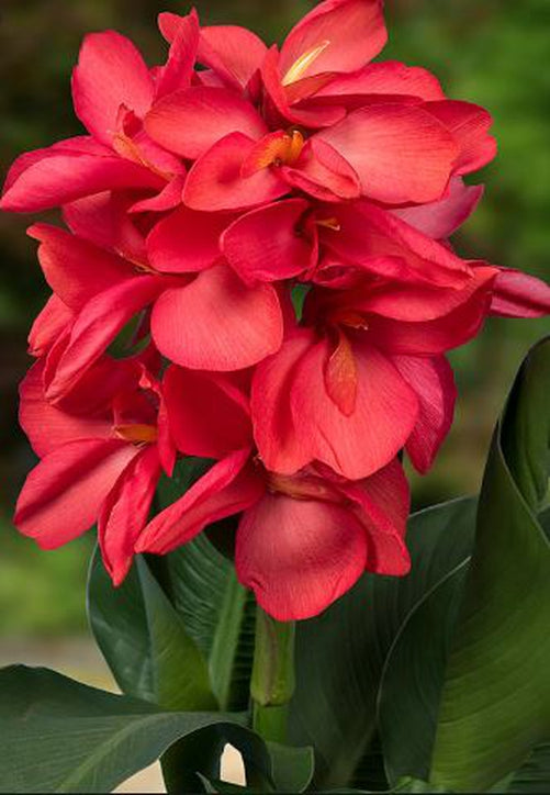 Close-up of Happy Isabel Canna Lily – Vibrant pink flowers with blue-green foliage in full bloom.