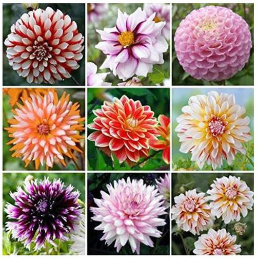 Dahlia Mix - Variety of Colors - 3 Bare Root Tubers