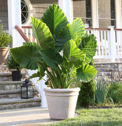 Upright Alocasia Odora Elephant Ear Mini Bulb - Blue Buddha Farm