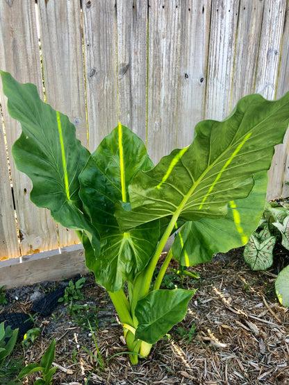 Upright Alocasia Odora Elephant Ear Mini Bulb - Blue Buddha Farm