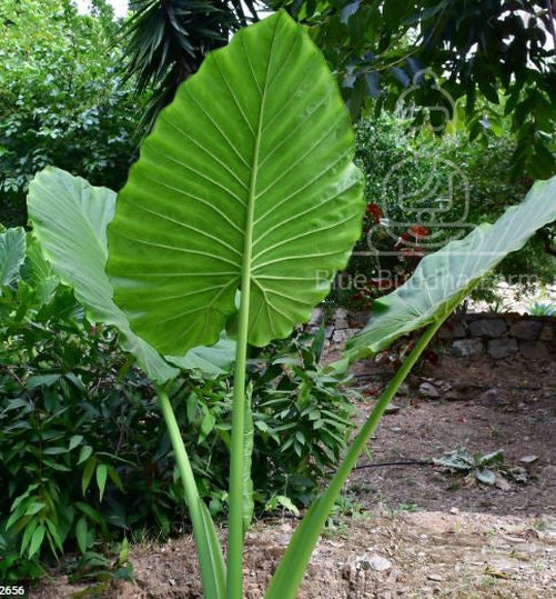 Upright Alocasia Odora Elephant Ear Mini Bulb - Blue Buddha Farm