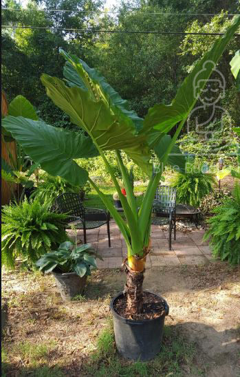 giant upright elephant ear plant Elephant Ear - Alocasia Odora