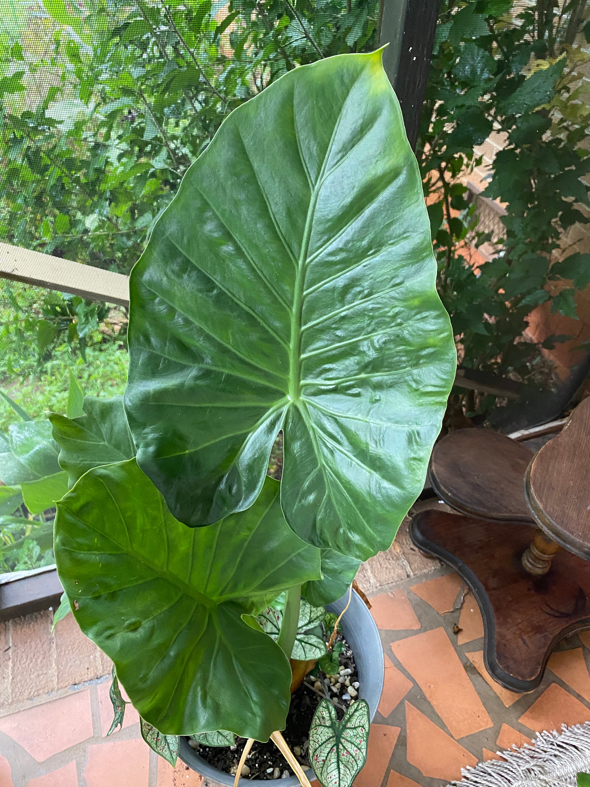 elephant air plant Elephant Ear - Alocasia Odora