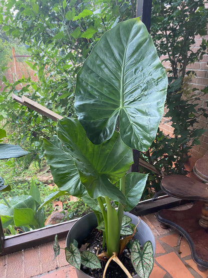 Upright Alocasia Odora Elephant Ear Mini Bulb - Blue Buddha Farm