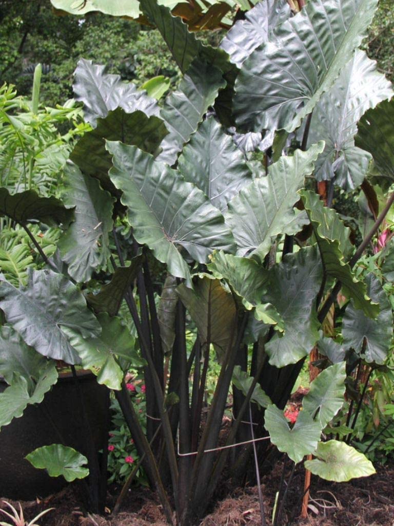 Plumbea Nigra Upright Elephant Ear Bulb - Blue Buddha Farm
