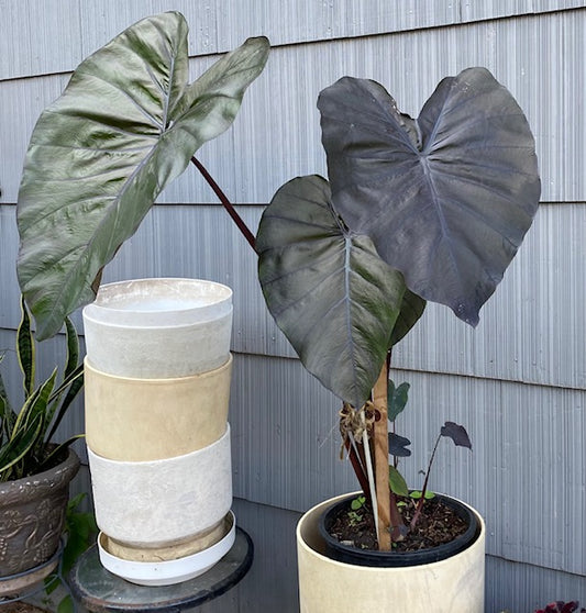 Black Magic Elephant Ear - Blue Buddha Farm