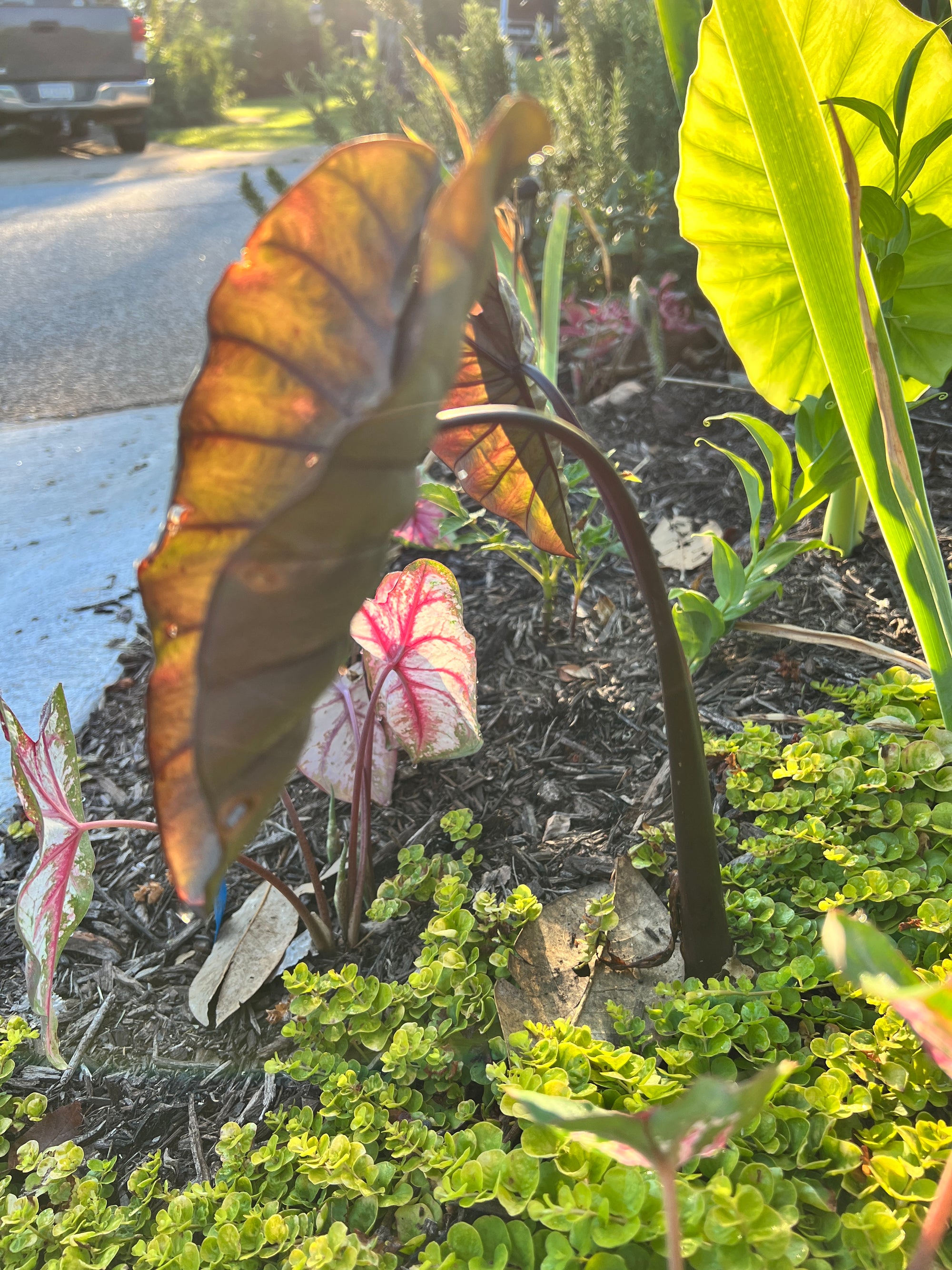  Black Magic Elephant Ear Colocasia