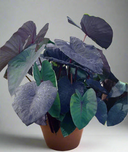  Black Magic Elephant Ear Colocasia