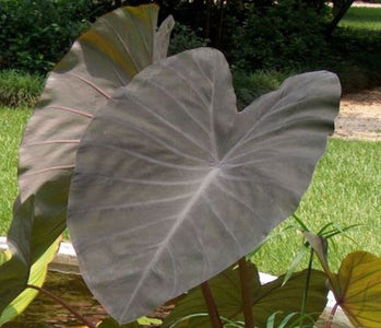  Black Magic Elephant Ear Colocasia