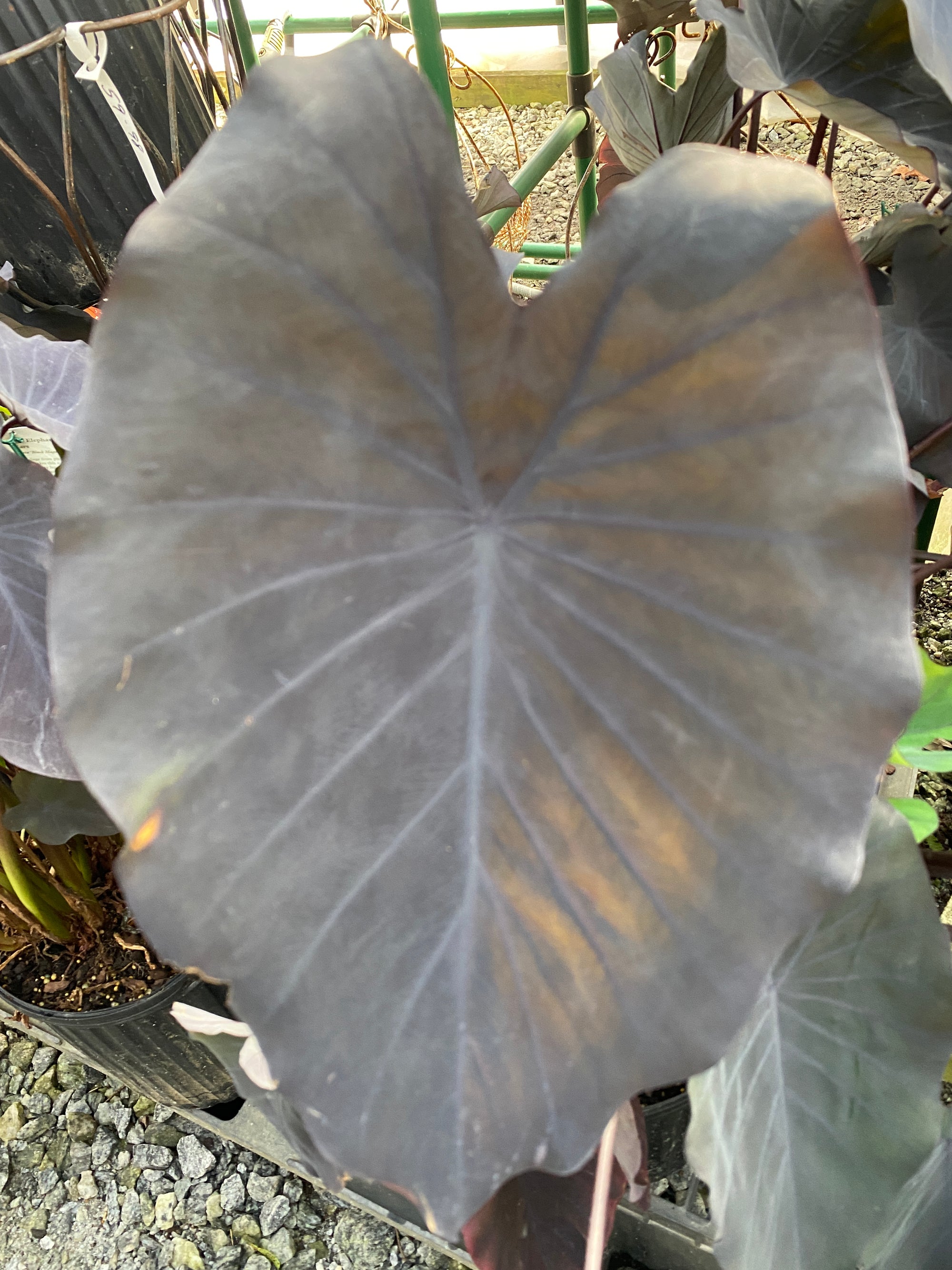  Black Magic Elephant Ear Colocasia
