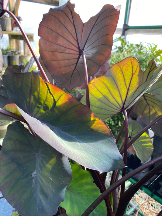 The backside of the huge Black Magic Elephant Ear leaves