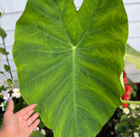 Colocasia Taro Elephant Ear Image