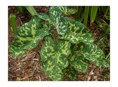 Hilo Beauty Elephant Ear