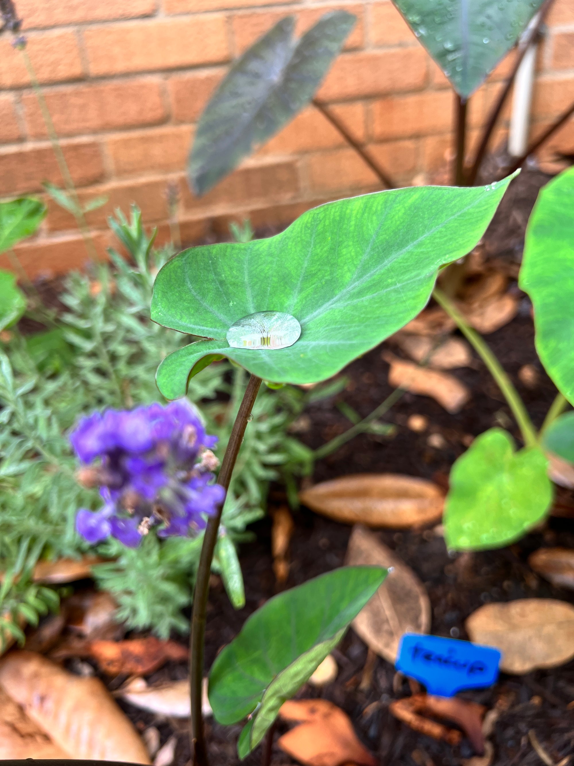 Teacup Elephant Ear