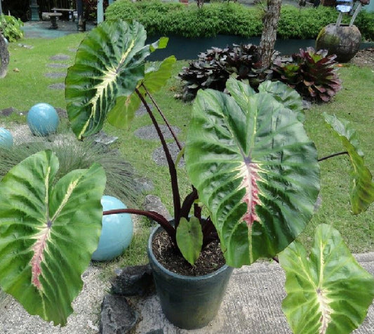 White Lava Elephant Ear - Blue Buddha Farm