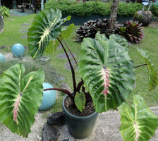 White Lava Elephant Ear