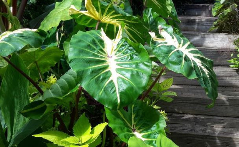White Lava Elephant Ear - Blue Buddha Farm