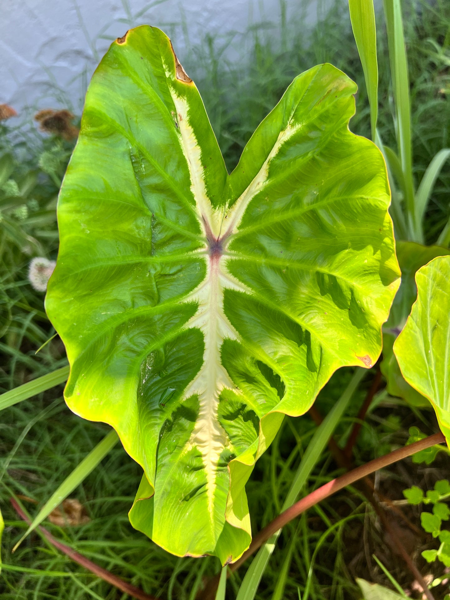 White Lava Elephant Ear - Blue Buddha Farm