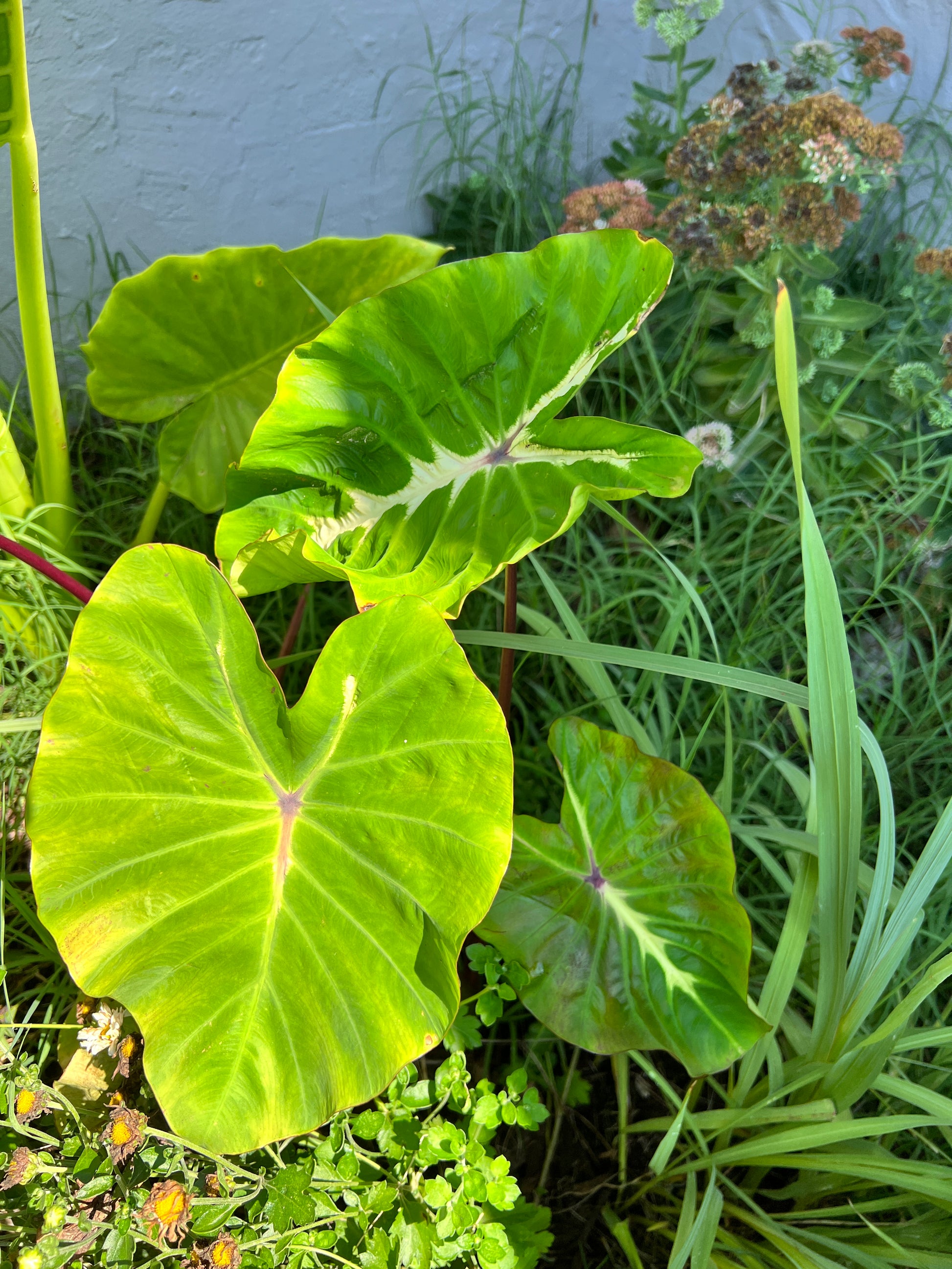 White Lava Elephant Ear - Blue Buddha Farm