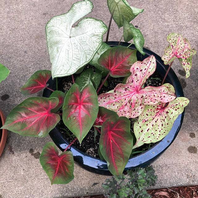 Snag Our Crowd-Pleasing Mixed Caladium Bulb Collection at Blue Buddha Farm