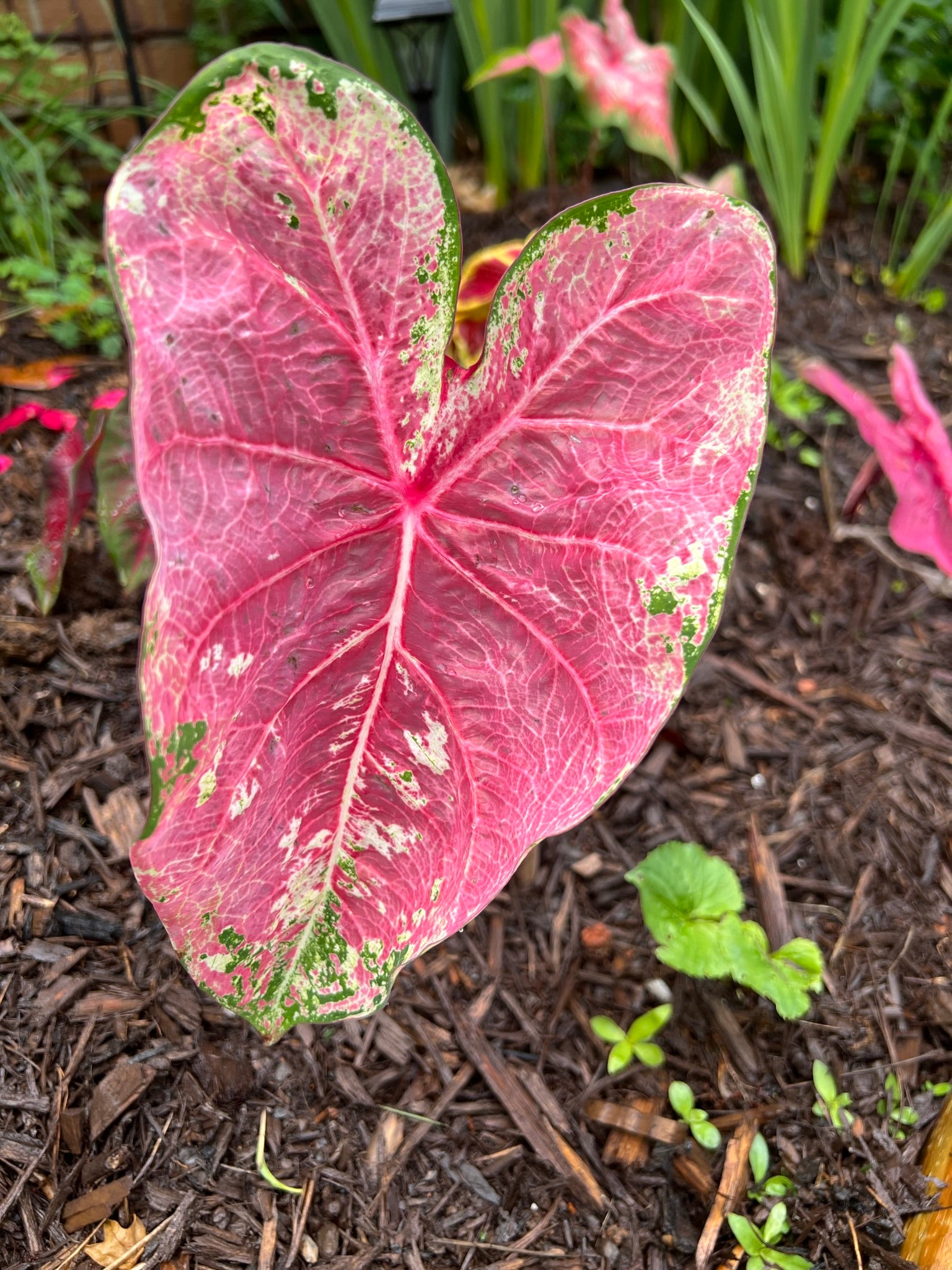 Ms WB Haldeman Caladium -Translucent Red Leaves w/ White Veins & Green Edges (2 Bulbs)