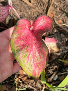 Candyland Caladium (2 bulbs)