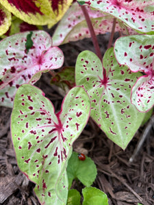Miss Muffet Caladium (2 Bulbs)