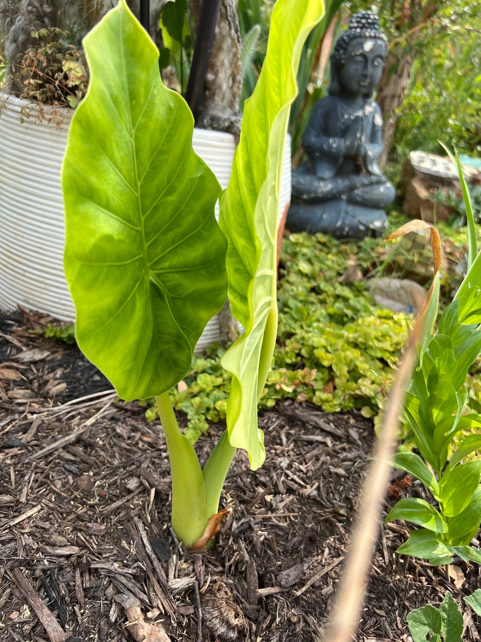 elephant ear plant standing straight up Elephant Ear - Alocasia Odora