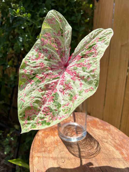 'Seafoam Pink' Caladium – Gentle Hues of Yellow and Pink (2 Bulbs) - Blue Buddha Farm