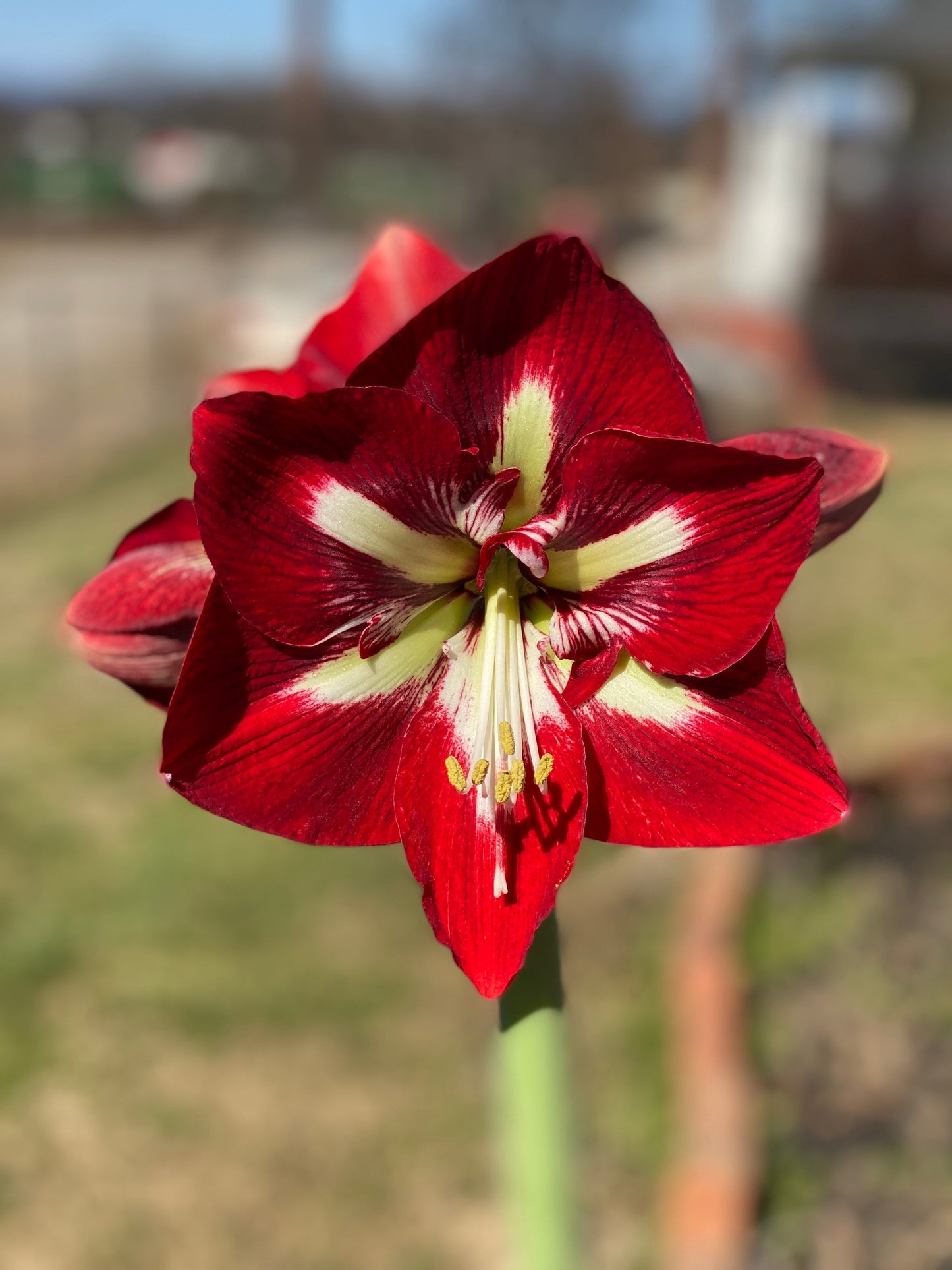 Amaryllis Barbados ** FALL PREORDER ** - Blue Buddha Farm