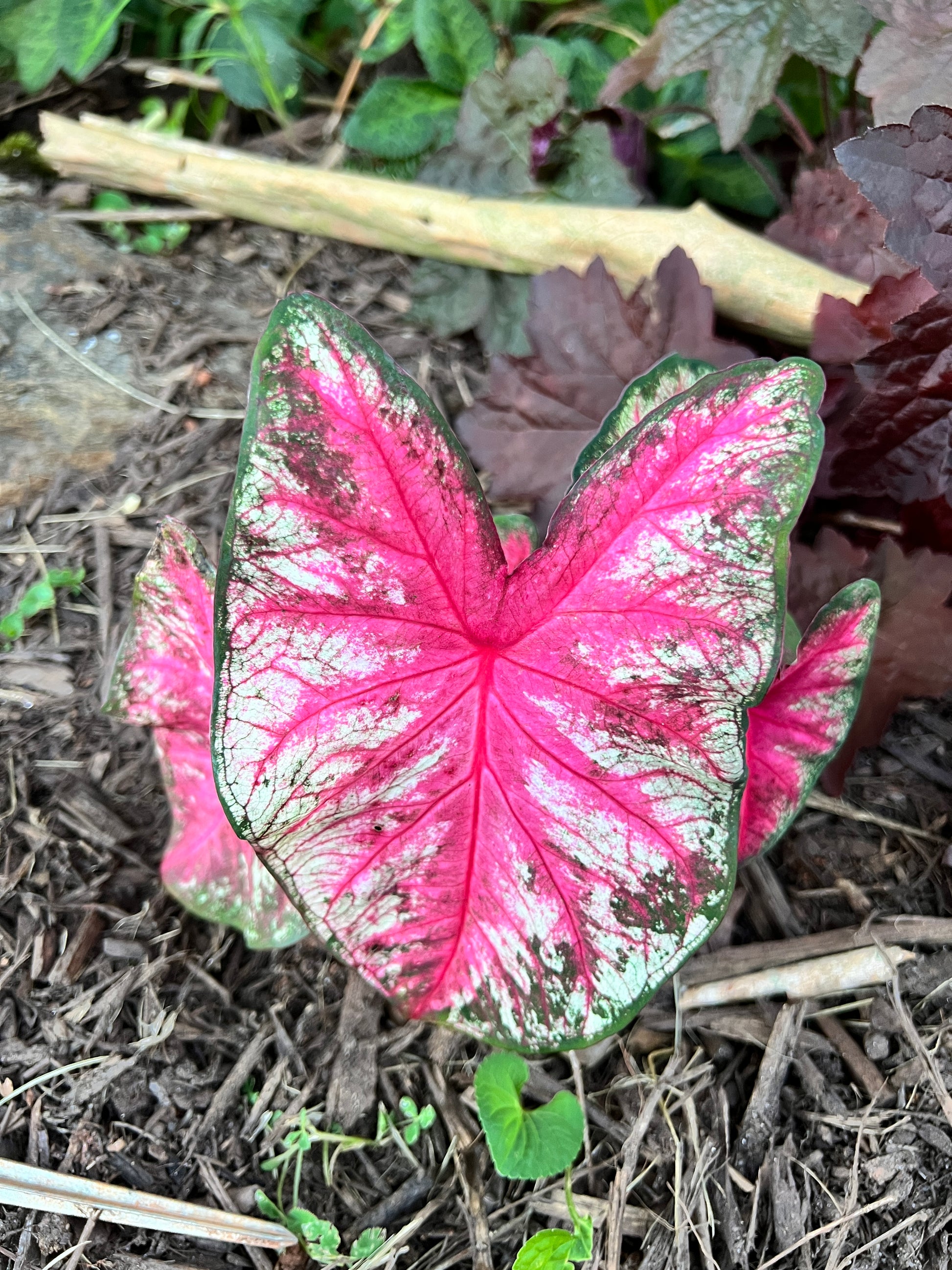 Summer Breeze Caladium (2 Bulbs) ** Preorder for Spring 2024 ** - Blue Buddha Farm