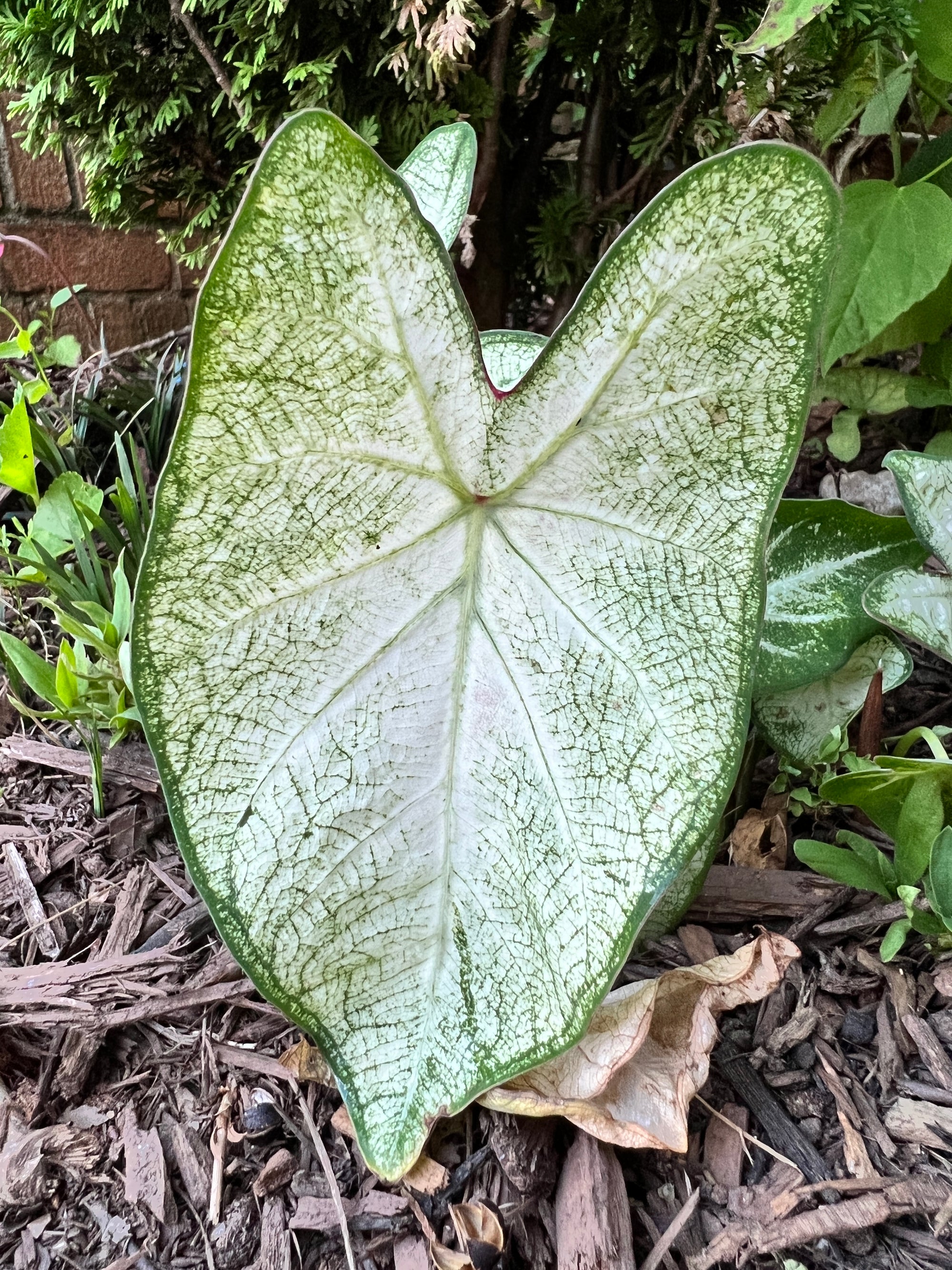 June Bride Caladium (2 bulbs)
