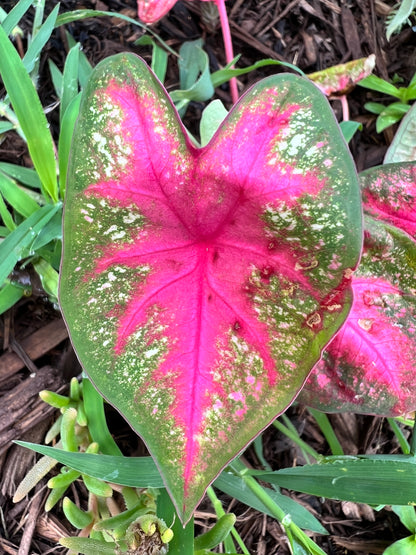 Summer Breeze Caladium (2 Bulbs) ** Preorder for Spring 2024 ** - Blue Buddha Farm